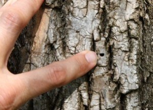 Emerald Ash Borer - exit hole