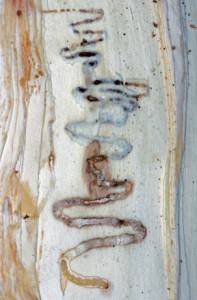 Emerald Ash Borer - larvae