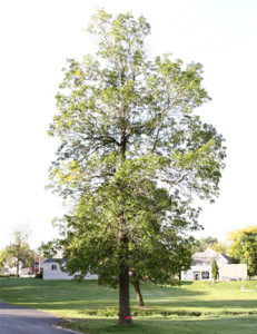 Tree Services in Deforest
