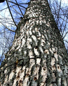 Emerald Ash Borer - woodpecker damage