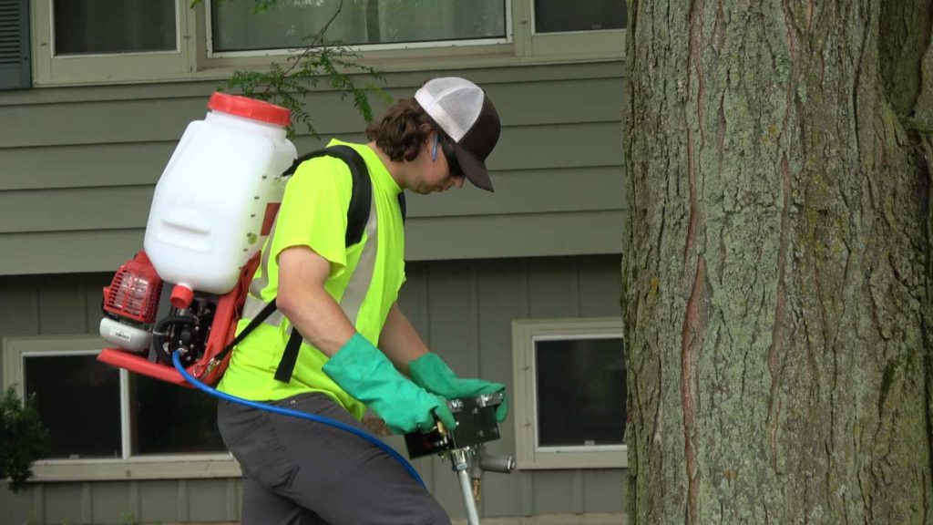 Growth Regulator Madison's 1 Tree Service Co.