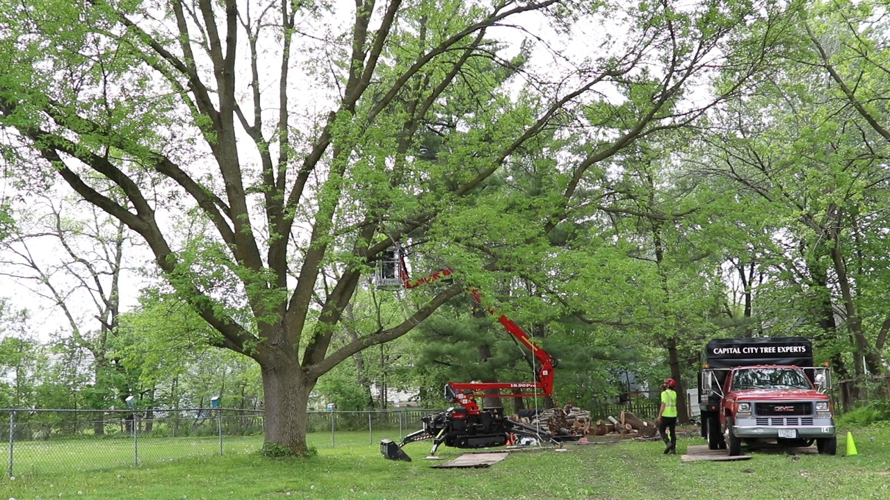 Tree Trimming & Pruning Madison's 1 Tree Service Co.