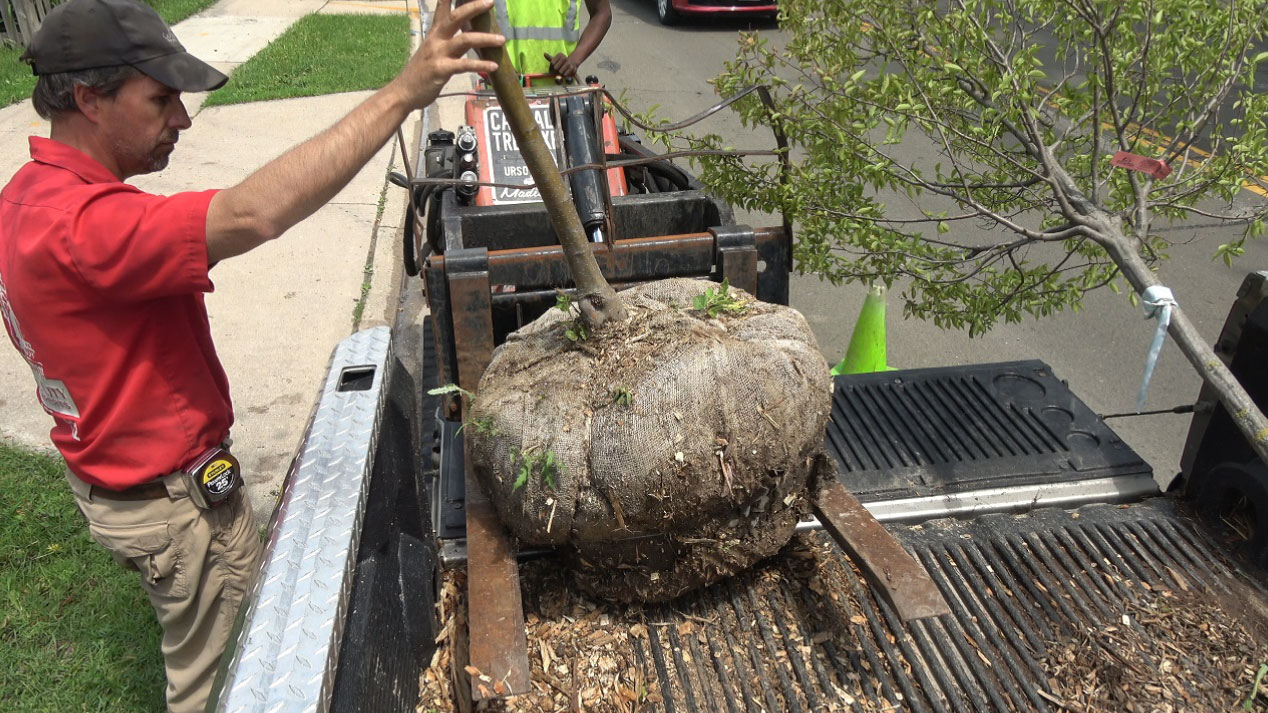 Tree Planting Madison's 1 Tree Service Co.