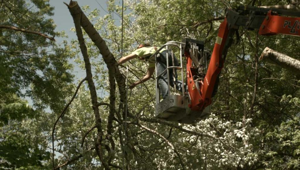 Tree Stump Removal - Stump Grinding In DC, Northern VA, MD