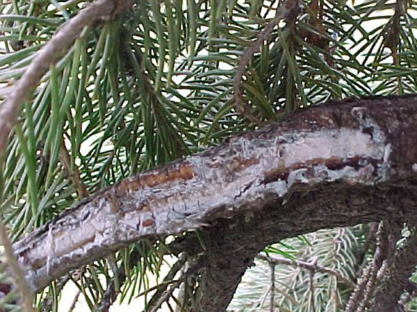 cytospora-canker-1