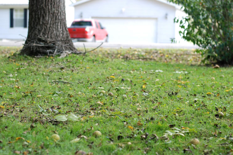 fruit-seed-retardant-1