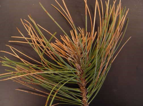 sphaeropsis-shoot-blight-1