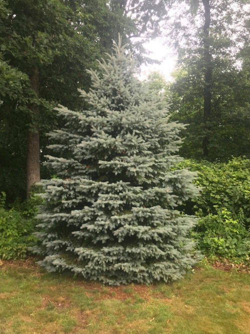 tree-inventory-management-plans-1