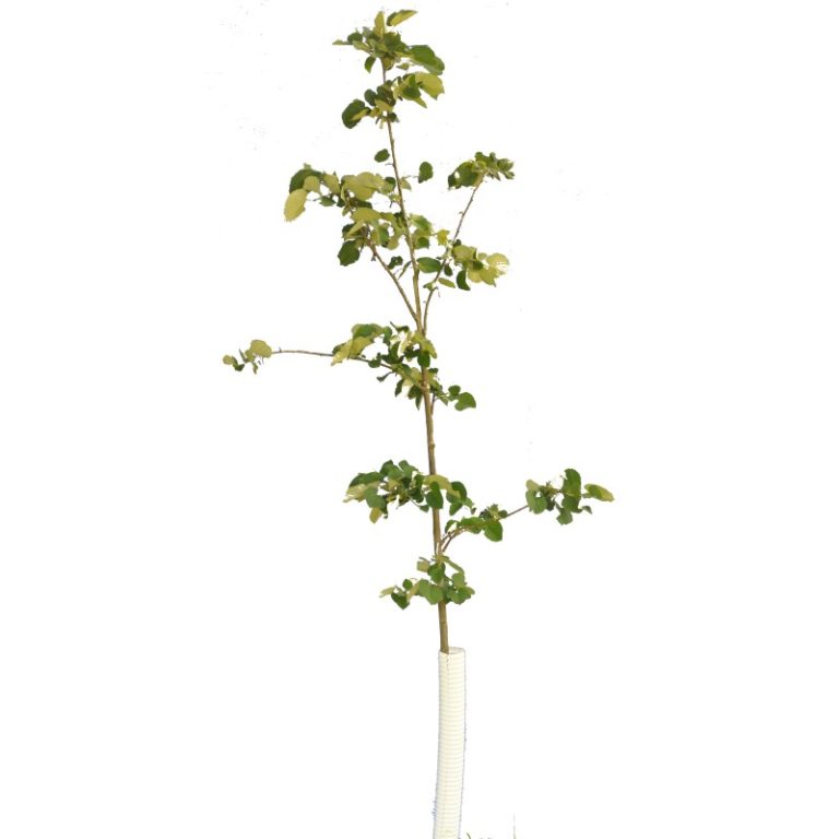 Sterling Silver Linden Tilia tomentosa Madison's 1 Tree Service Co.